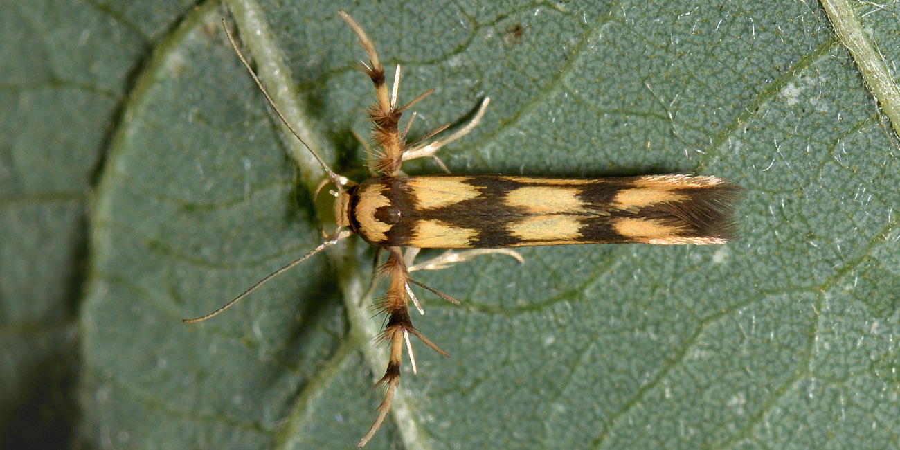 Stathmopodidae? S , Stathmopoda pedella